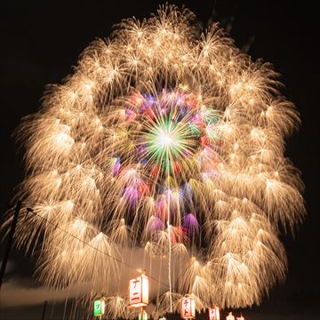 昇天銀龍黄金千輪二段咲き